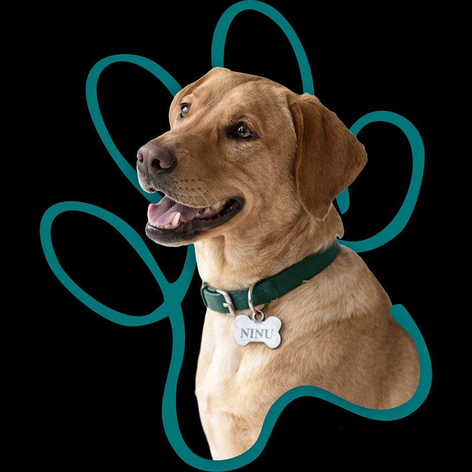 Mockup do app Coninuo em celular com patinha decorativa e interface de agendamentos